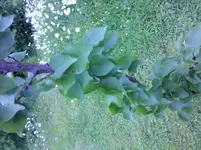 Baum 1.webp