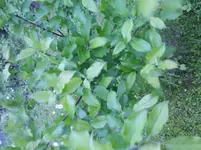 Baum 2.webp