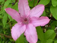 CIMG3442.webp