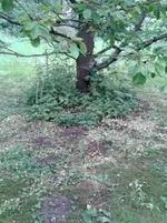 Kirschbaum-Kürbisbeet 2013-06-01.webp