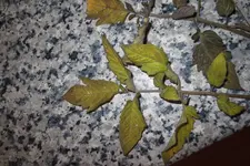 Mai 2013 016.webp