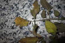 Mai 2013 017.webp