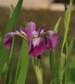 Iris im Teich.webp