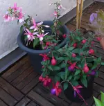 fuchsienI.webp