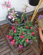 fuchsienII.webp