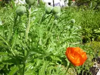 28.Mai 013.webp