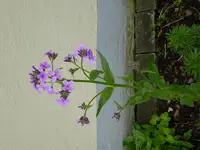 P1010305.webp
