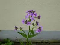 P1010304.webp
