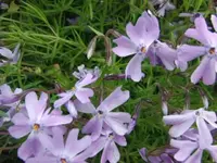 2013-05-29 was ist das1.webp