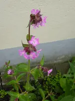 P1010312.webp