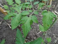 30. Mai 2013 (7).webp