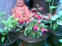 Fuchsie.webp