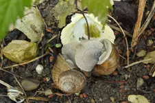 2013_0602Frühling0001.webp