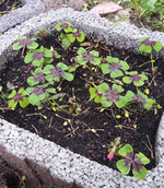 20130602_093449.webp