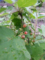 20130602_093938.webp