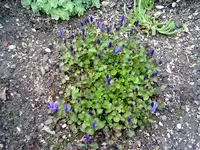glockenblume- polsterglocken-blume.webp