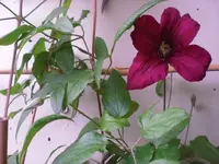 CIMG4202.webp