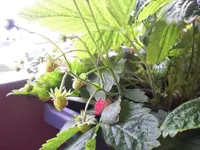 CIMG4203.webp