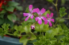 _DSC1662.webp