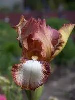 Iris Changing Times.webp