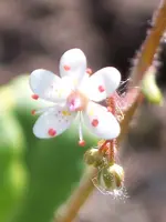 Saxifraga urbium Aureovariegata.webp