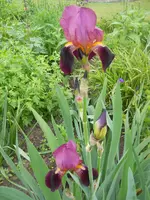 DSCN2114.webp