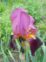 DSCN2115.webp