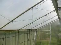 Klettertomaten.webp
