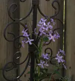 Nachtviole.webp