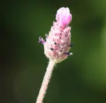 Lavendel.webp