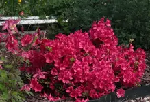 Rhododendron.webp