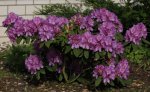 Rhododendron_Vorgarten.jpg