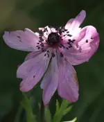 Verbluehende Anemone.webp