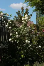 Schneeball.webp