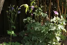 Storchschnabel_Akelei.webp