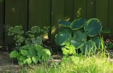 Schattenbepflanzung.webp