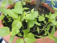 DSCF3971.webp