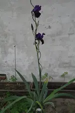 iris.webp