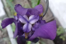 iris1.webp