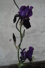 iris2.webp