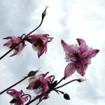 Blumen Akelei 1.webp