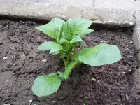 20130602_200855.webp