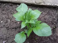 20130602_200859.webp