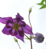 Blumen Akelei.webp