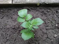 20130602_200914.webp