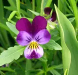 Blumen Veilchen.webp