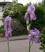 Blumen Schwertlilie 1.webp