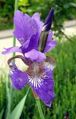 Blumen Schwertlilie.webp