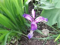 2013-06-02 Pflaumeniris.webp