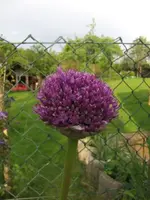 2013-03-02 Riesenallium.webp